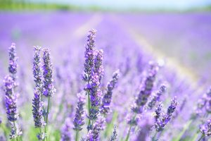 lavande naturopathie gestion du stress